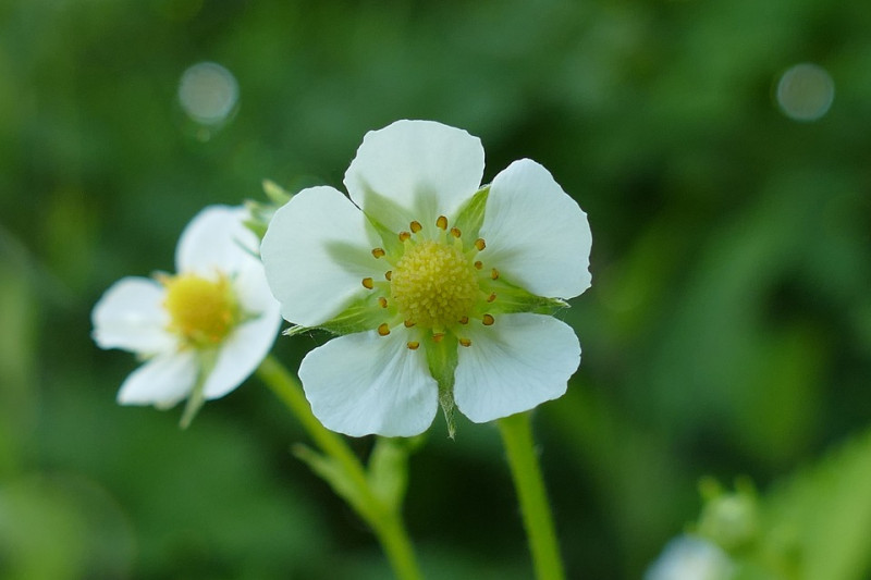 Fragaria vesca – Bosaardbei - bloem